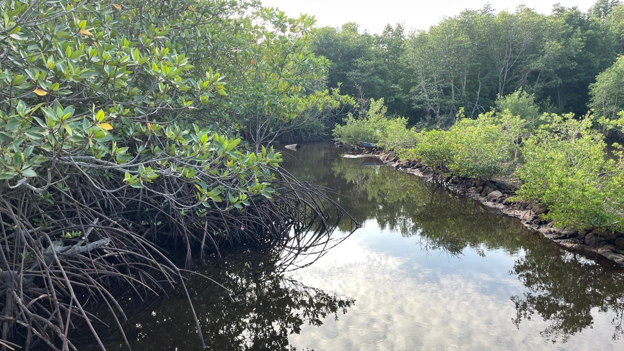 Mangrove Inn كاريمونجاوا المظهر الخارجي الصورة
