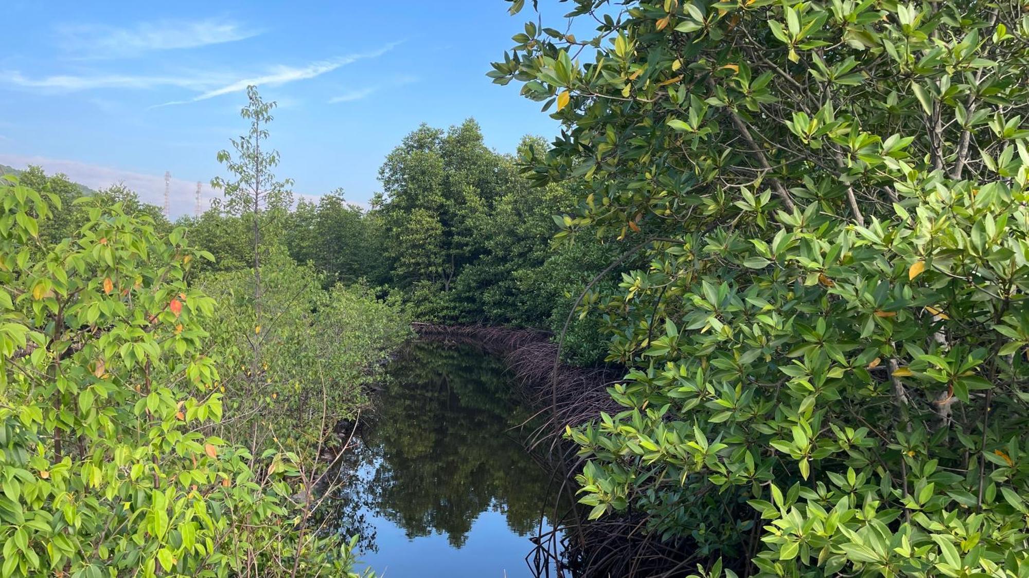 Mangrove Inn كاريمونجاوا المظهر الخارجي الصورة