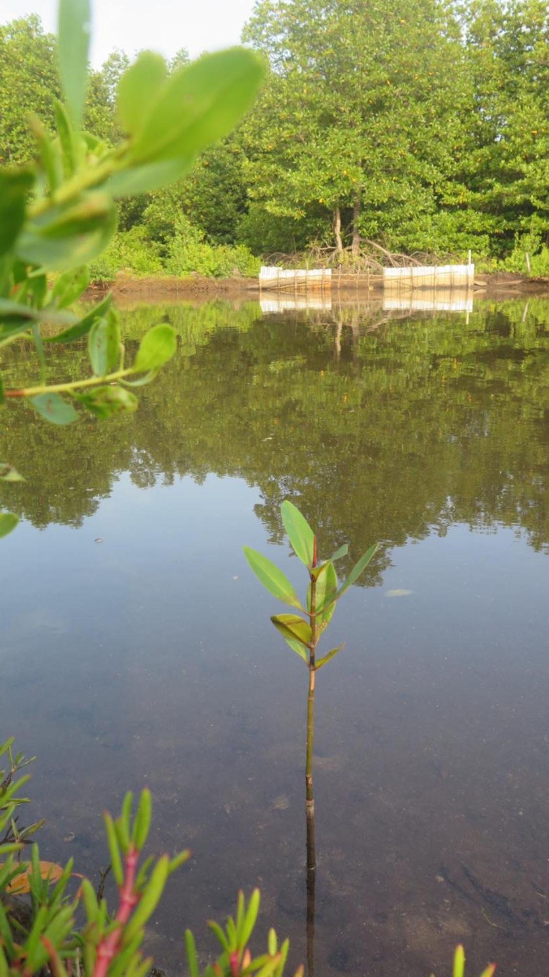 Mangrove Inn كاريمونجاوا المظهر الخارجي الصورة